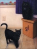 Two black cats